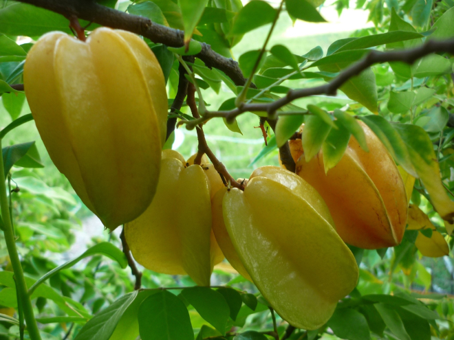 Khế Chua 3