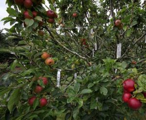 Kỹ thuật trồng cây táo đỏ