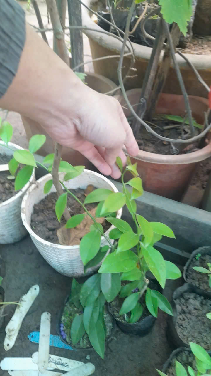 Chanh nho leo cây giống