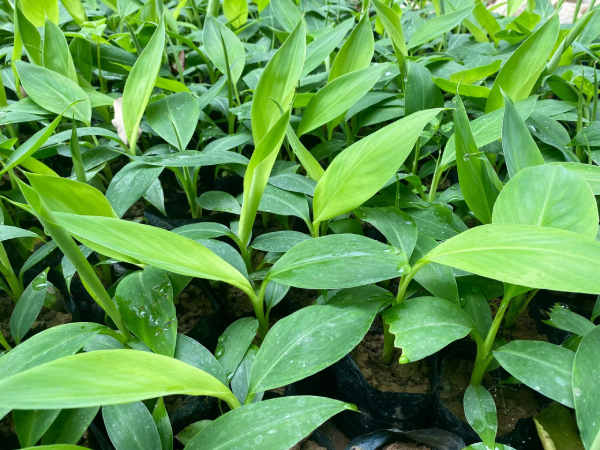 Chuối Tiêu Hồng 1