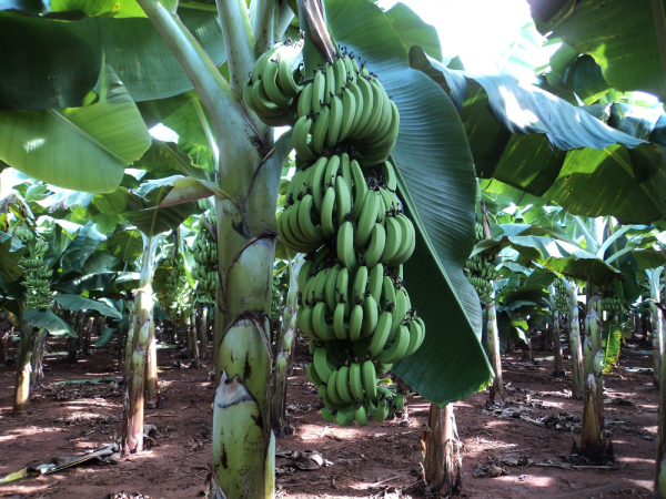 Chuối Tiêu Hồng 2