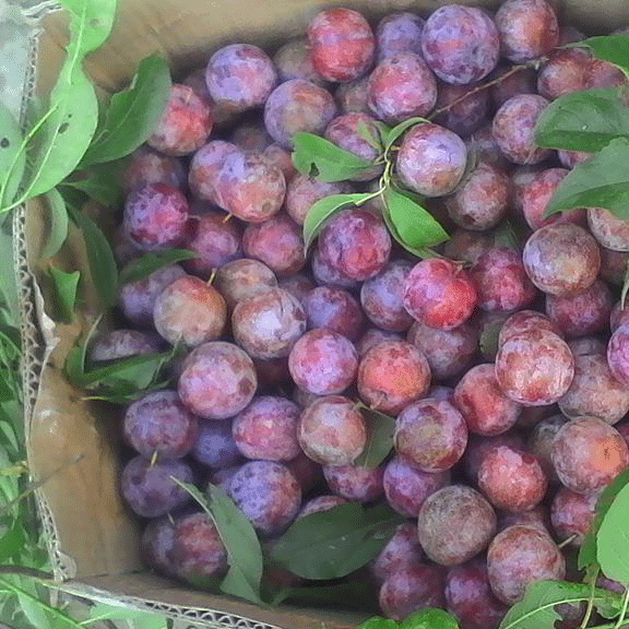 Giống mận hậu chuẩn