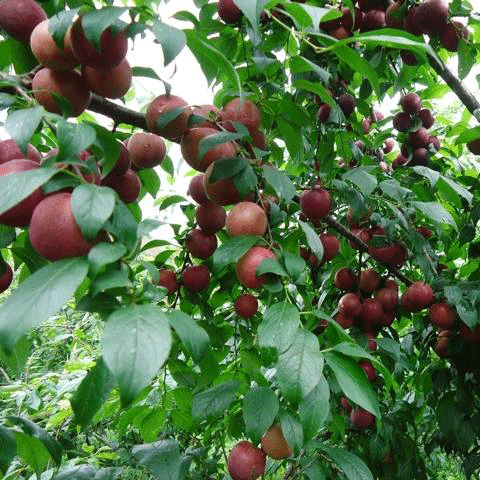 Giống mận hậu F1