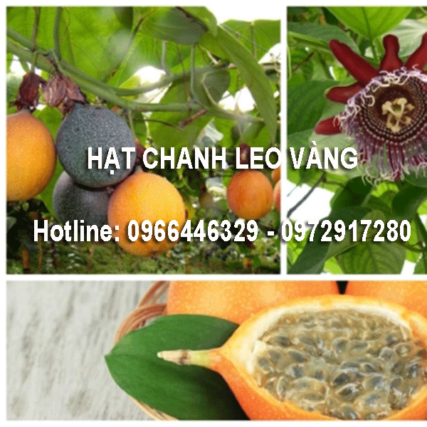 Hạt Giống Chanh Leo Colombia