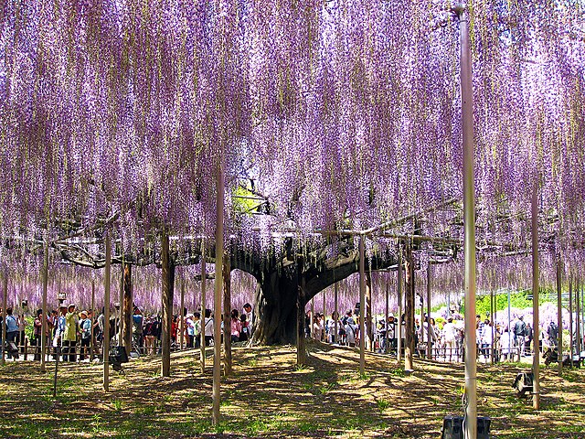 640px 足利の藤 (wisteria Trellises In Ashikaga) 29 Apr, 2009 Panoramio