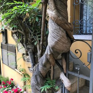 Thân Của Một Cây Tử đằng Trưởng Thành đang Tựa Vào Lan Can ( Stresa, Ý )