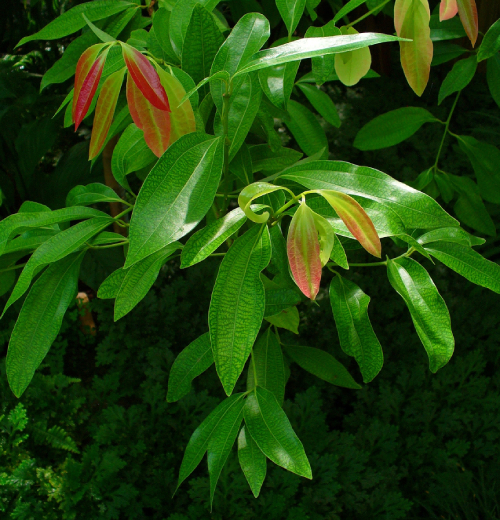 Quế Quan 1