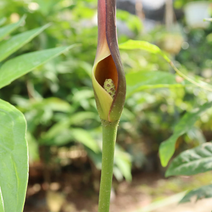 Chóc Gai 3