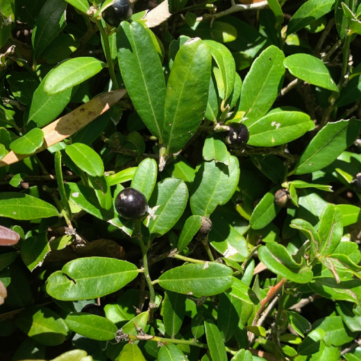 Quýt Gai 3