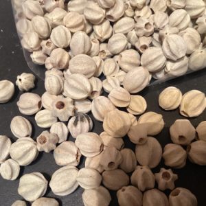 Hạt Giống Xoan Ta 2