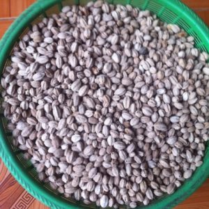 Hạt Giống Xoan Ta
