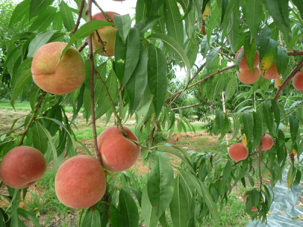 Đào Tiên Nhật Bản 2