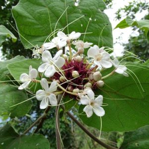 Bạch đồng Nữ 1