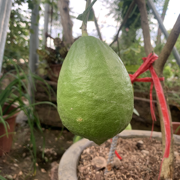 Chanh Mỹ 3