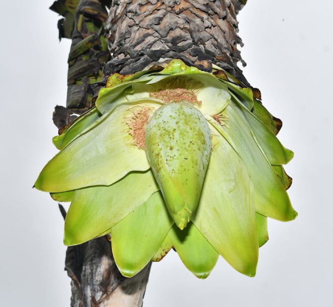 Chuối Cô đơn 3