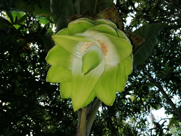 Chuối Cô đơn 4