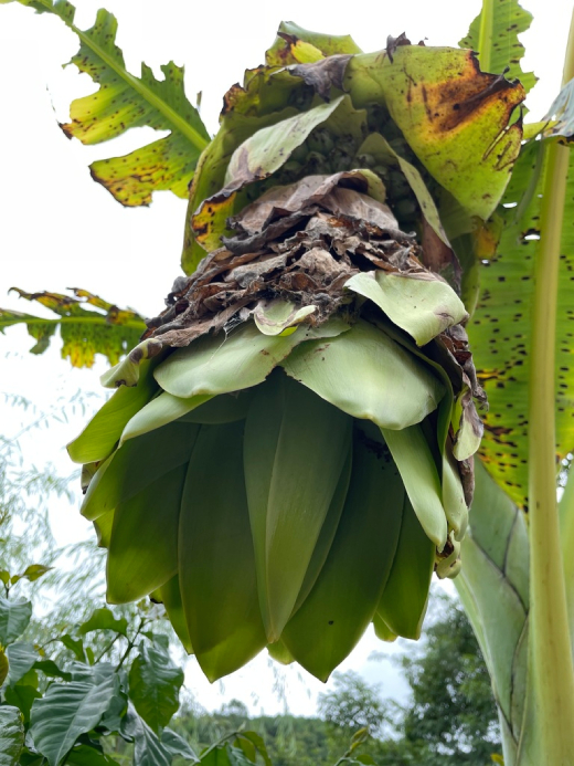 Chuối Cô đơn 5