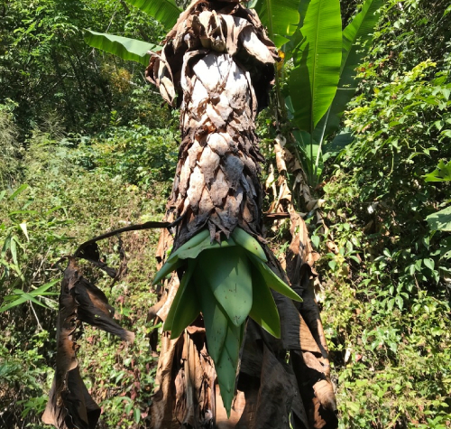 Chuối Cô đơn 8