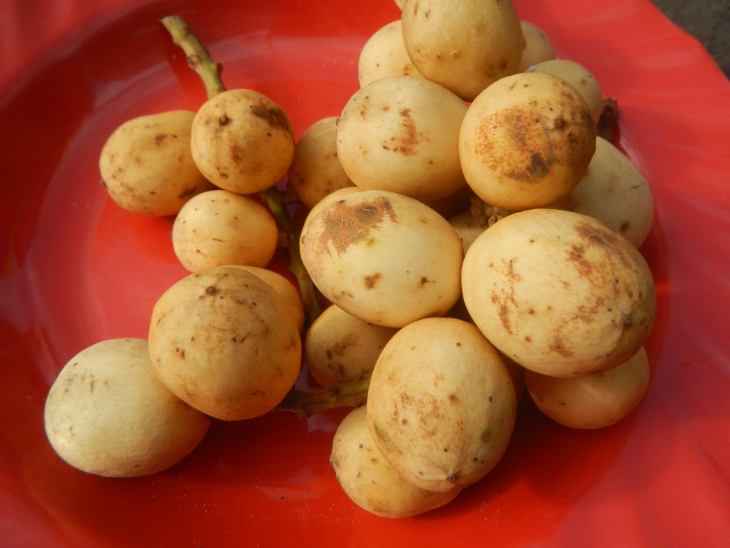 Dâu Da đất 3