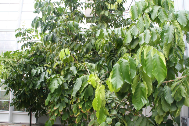 Dâu Da đất 4