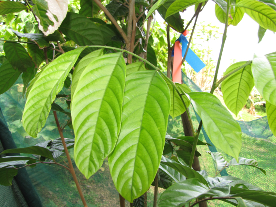 Dâu Da đất 5