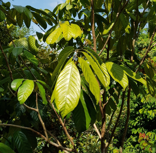 Dâu Da đất 6