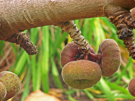 Ficus Auriculata