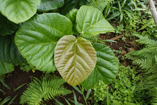 Vả Mật 9