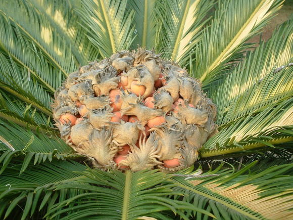 Vạn Tuế 2