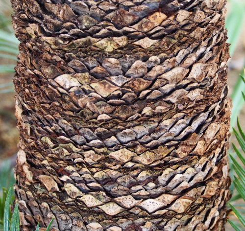 Vạn Tuế 6