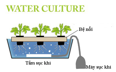 Water Culture