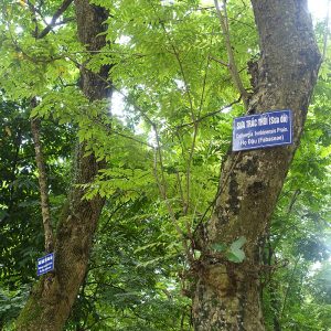 Hình ảnh Cho Cây Sưa đỏ Tại Vườn Bách Thảo Hà Nội