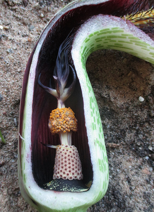 Cụm Hoa Bị Giấu Nhẹm Sâu Bên Trong Của Helicodiceros Muscivorus