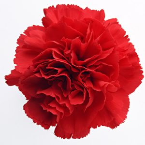 Hình ảnh Cho Red Carnation 