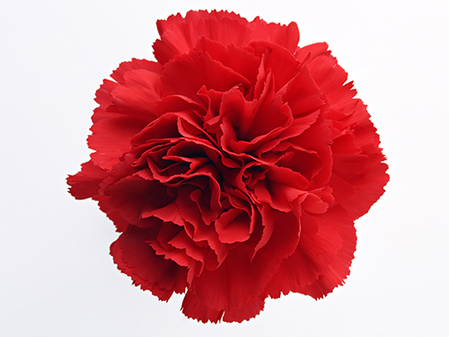 Hình ảnh Cho Red Carnation 