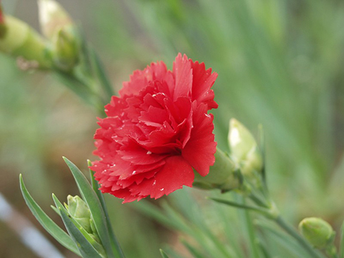 Hoa cẩm chướng là biểu tượng của sự giao hưởng giữa màu đỏ và trắng, mang ý nghĩa tình yêu chân thật, tinh tế. Chiêm ngưỡng màu sắc rực rỡ của hoa cẩm chướng và cảm nhận ý nghĩa sâu xa của chúng sẽ khiến bạn càng yêu thêm sự đẹp trong cuộc sống.