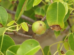 Hình ảnh Loài Cây độc Nhất Thế Giới Hippomane Mancinella. Nguồn Wikipedia