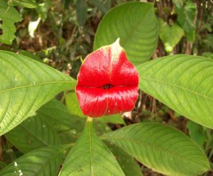 Hình ảnh Loài Hoa Có Hình đôi Môi Kì Lạ
