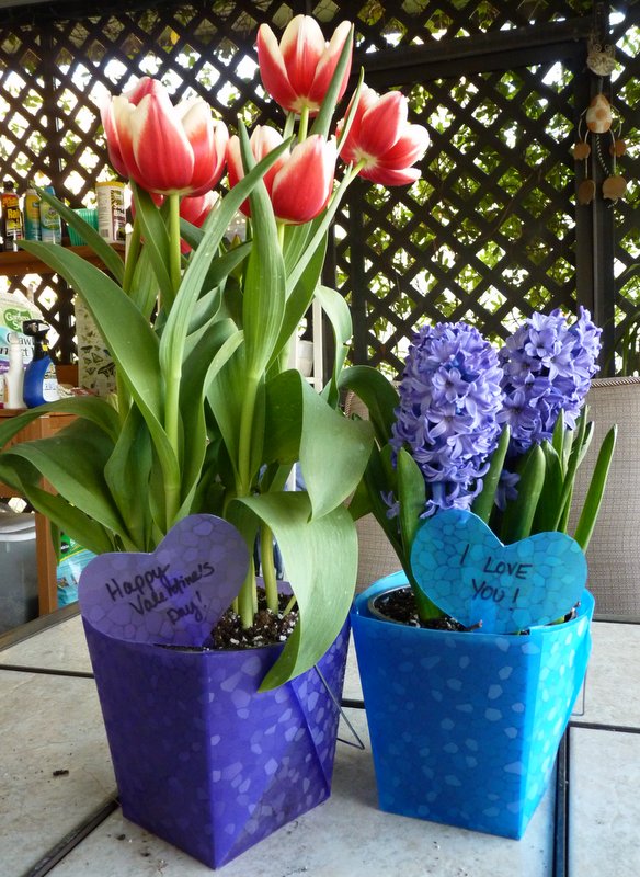 Hoa Tulip Và Hoa Dạ Lan Hương