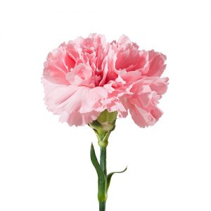 Pink Carnation