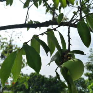 Quả Thị 2