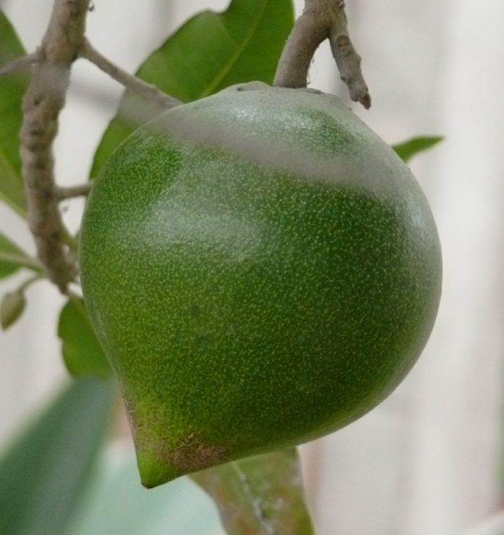 Trứng Gà 1