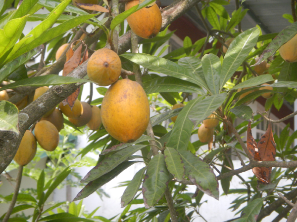 Trứng Gà 4