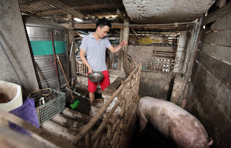 Lợn được Nuôi ở Tầng 6. Cao điểm Gia đình Tùng Nuôi Cả Chục Con Lợn. Phân Lợn được Giữ Lại ủ Với Rau Thải Loại Làm Phân Bón Rau