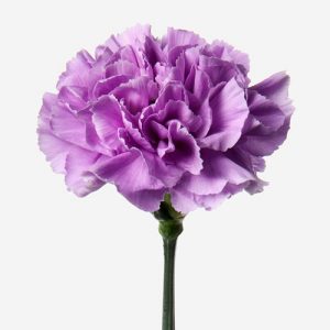 Violet Carnation 