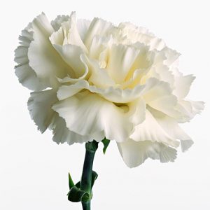 White Carnation