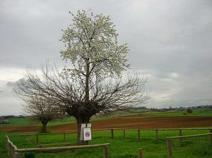 Cây Hợp Thể Kì Lạ ở Ý