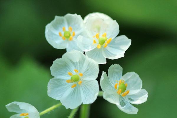 Hình ảnh Những Bông Hoa Tàng Hình Trong Mưa Diphylleia Grayi