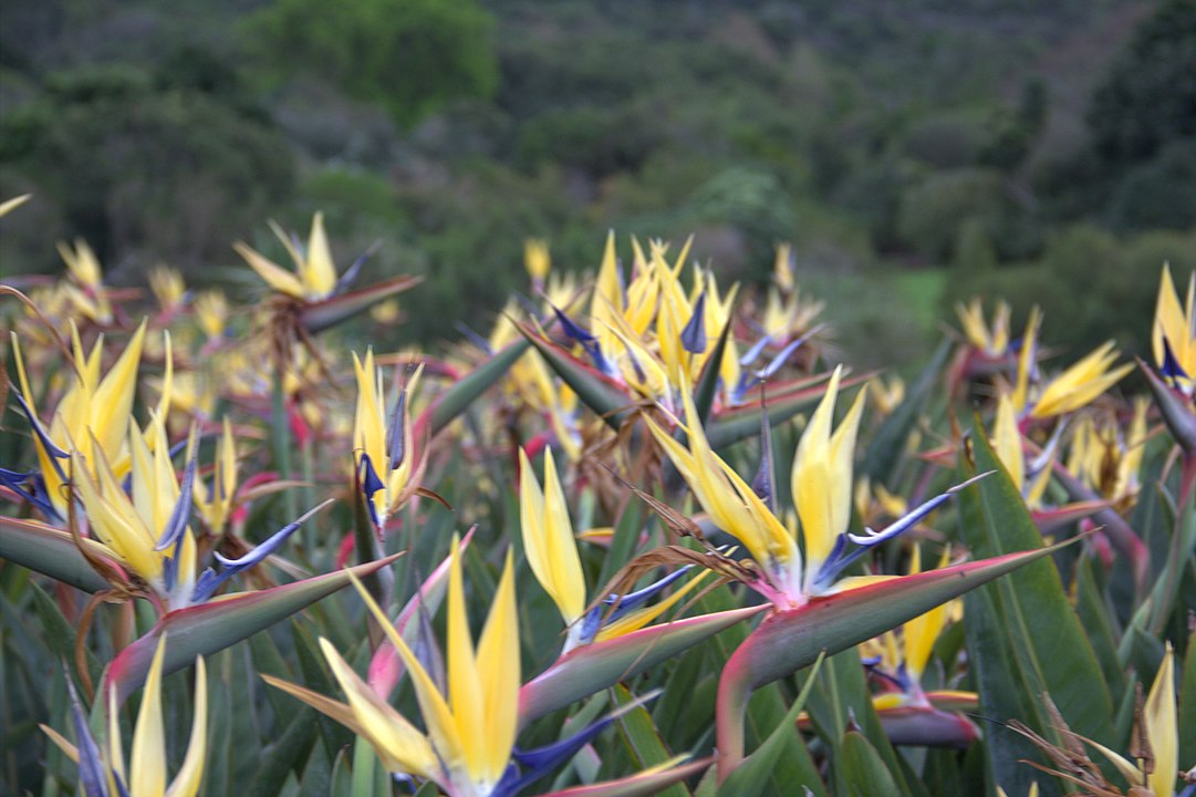 Dòng 'mandela's Gold', Vườn Bách Thảo Quốc Gia Kirstenbosch , Cape Town