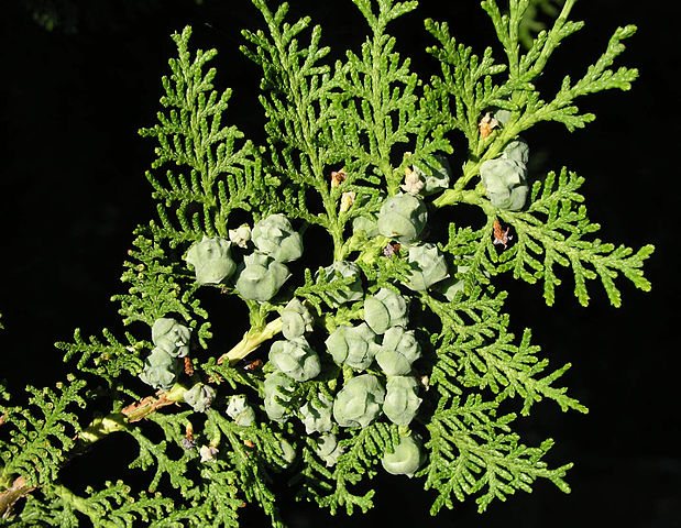 619px Thuja Orientalis